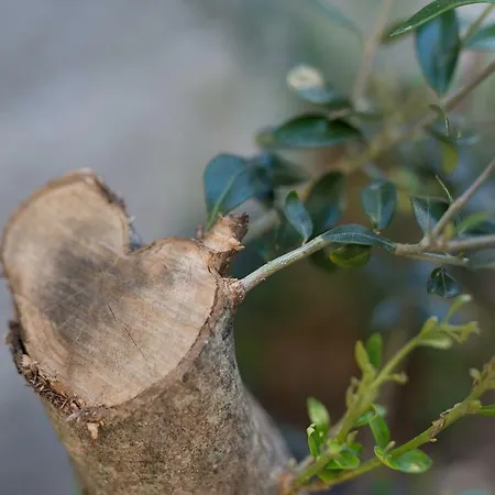 Old Town Mariolina * Krk Town